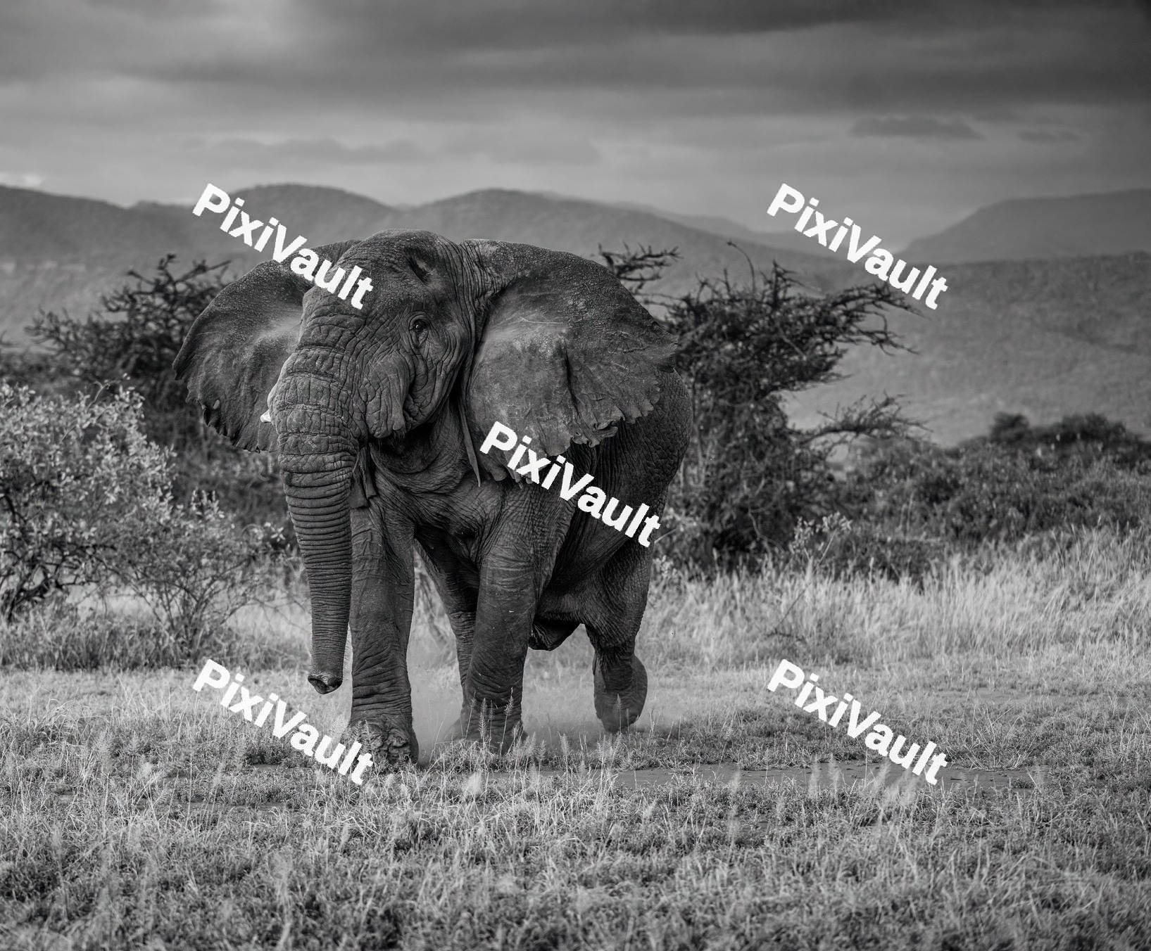 African Elephant